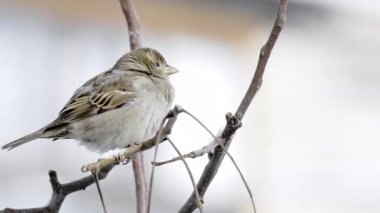 Kışın serçenin yakın çekim videosu.