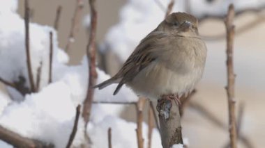 Kışın serçenin yakın çekim videosu.