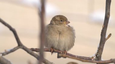 Kışın serçenin yakın çekim videosu.