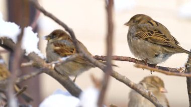 Kışın serçenin yakın çekim videosu.