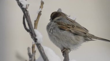 Kışın serçenin yakın çekim videosu.