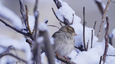 Kışın serçenin yakın çekim videosu.