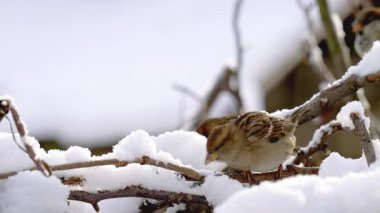 Kışın serçenin yakın çekim videosu.