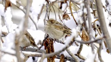 Kışın serçenin yakın çekim videosu.