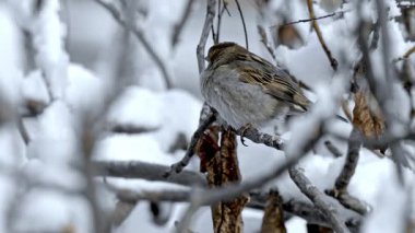 Kışın serçenin yakın çekim videosu.