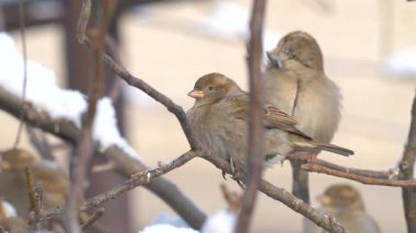 Kışın serçenin yakın çekim videosu.