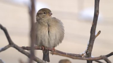 Kışın serçenin yakın çekim videosu.