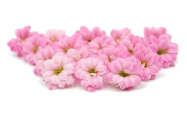 narin pembe çiçekler