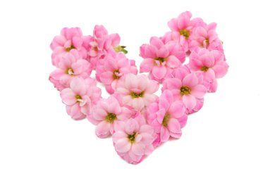 narin pembe çiçekler