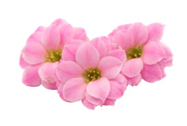 narin pembe çiçekler