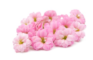 narin pembe çiçekler