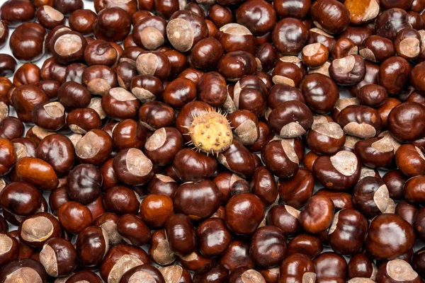 Close-up of chestnuts — Stock Photo, Image