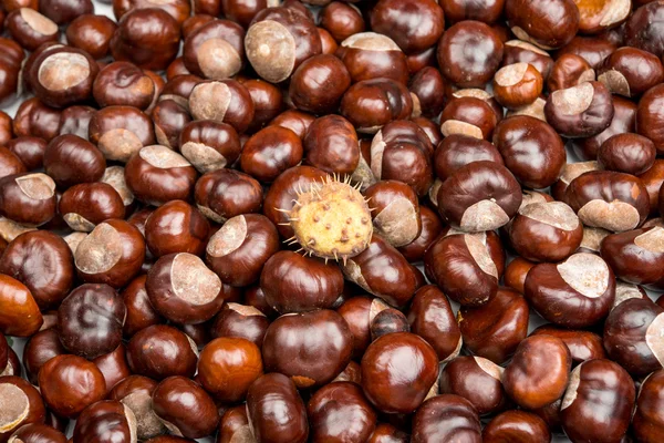 Primo piano delle castagne — Foto Stock