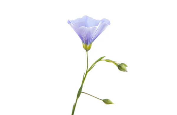 Flower of flax — Stock Photo, Image