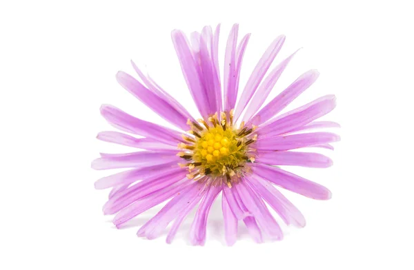 Small chrysanthemum — Stock Photo, Image