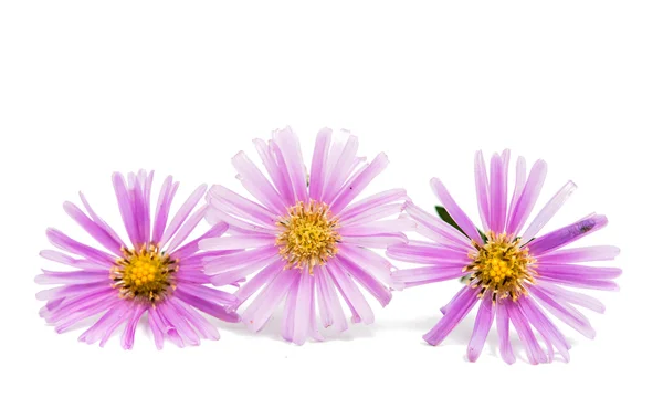Small chrysanthemum — Stock Photo, Image