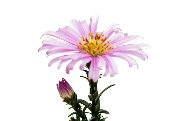 Kleine Chrysantheme — Stockfoto