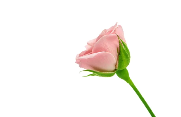 Mała róża różowy — Zdjęcie stockowe