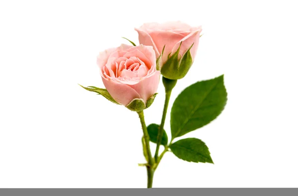 Liten Rosa Ros — Stockfoto