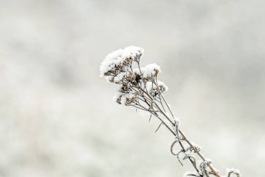 Kışın karla kaplı bitkilerin kış manzarası