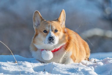 Soğuk, güneşli bir kış gününde Corgi portresi