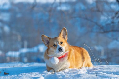 Soğuk, güneşli bir kış gününde Corgi portresi