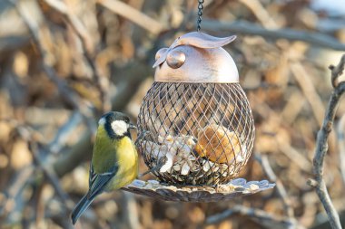 Bir meme faresi kışın bir kuş yemliğinden ziyafet çekmek için geldi.