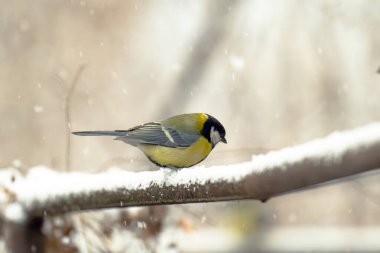 Kışın bir meme faresinin yakın plan fotoğrafı.