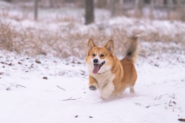 Pembroke Corgi bir kış günü yürüyüşe çıktı.