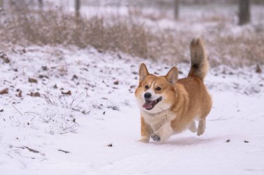 Pembroke Corgi bir kış günü yürüyüşe çıktı.