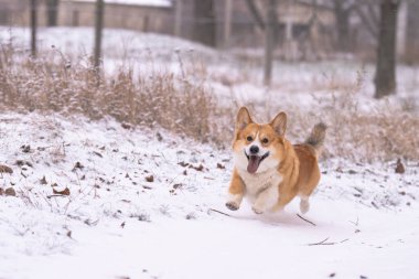 Pembroke Corgi bir kış günü yürüyüşe çıktı.