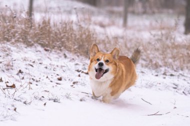 Pembroke Corgi bir kış günü yürüyüşe çıktı.