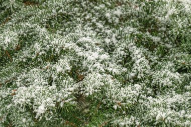 Kışın karla kaplı ladin dallarının yakın plan fotoğrafı.