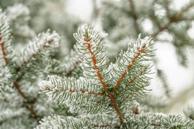 Kışın karla kaplı ladin dallarının yakın plan fotoğrafı.