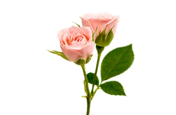 Kleine rosa Rose — Stockfoto