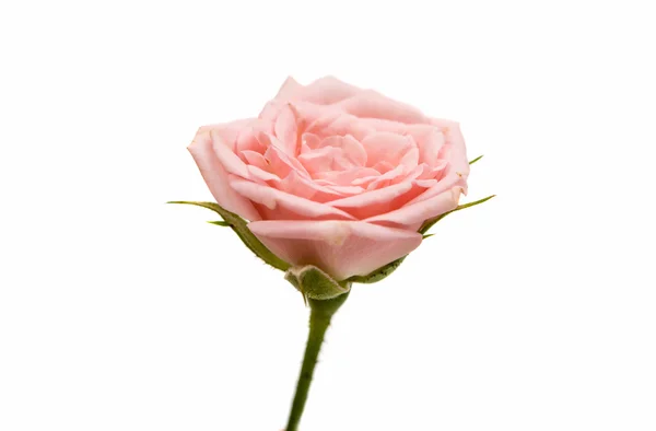 Kleine rosa Rose — Stockfoto