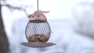 Kışın bir kuşla beslenen meme faresinin videosu.