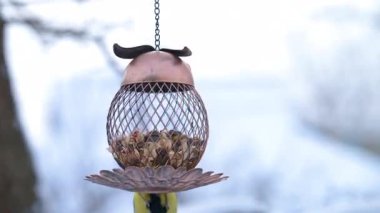 Kışın bir kuşla beslenen meme faresinin videosu.