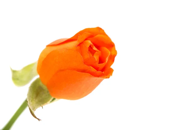 Oranžové růže květ — Stock fotografie