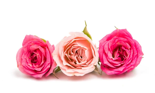 Růžové květy růže — Stock fotografie
