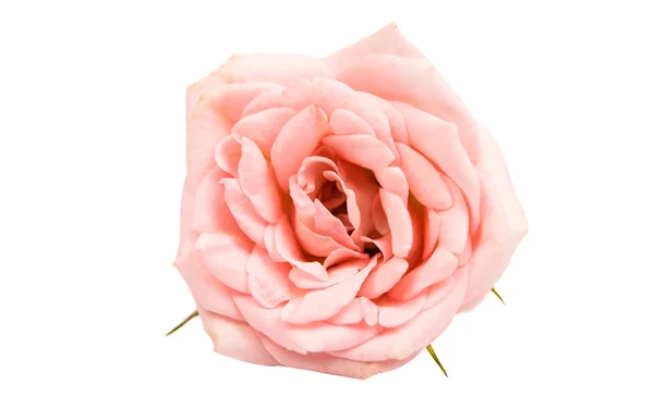 Pink rose flowers — Stock Photo, Image
