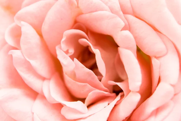 Pink rose flowers — Stock Photo, Image