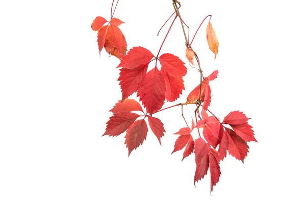 Rote Herbstblätter — Stockfoto