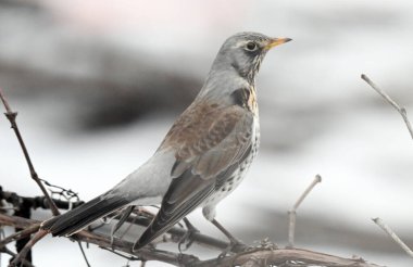 Kışın asma üzümlü ardıç kuşunun yakın çekimi