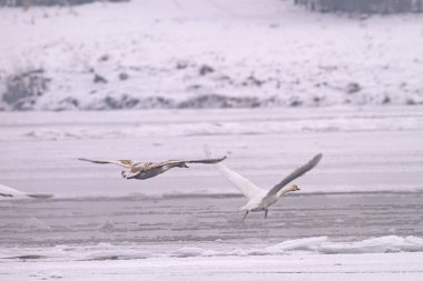 Kışın nehirde bir kuğu