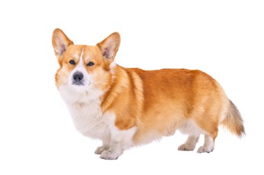 Pembroke corgi beyaz arkaplanda izole