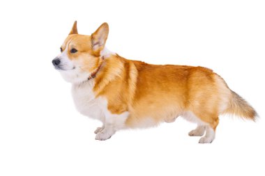 Pembroke corgi beyaz arkaplanda izole