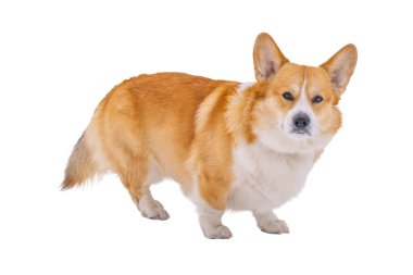 Pembroke corgi beyaz arkaplanda izole
