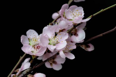 Sakura dalı siyah arkaplanda izole edildi