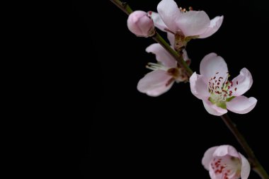 Sakura dalı siyah arkaplanda izole edildi
